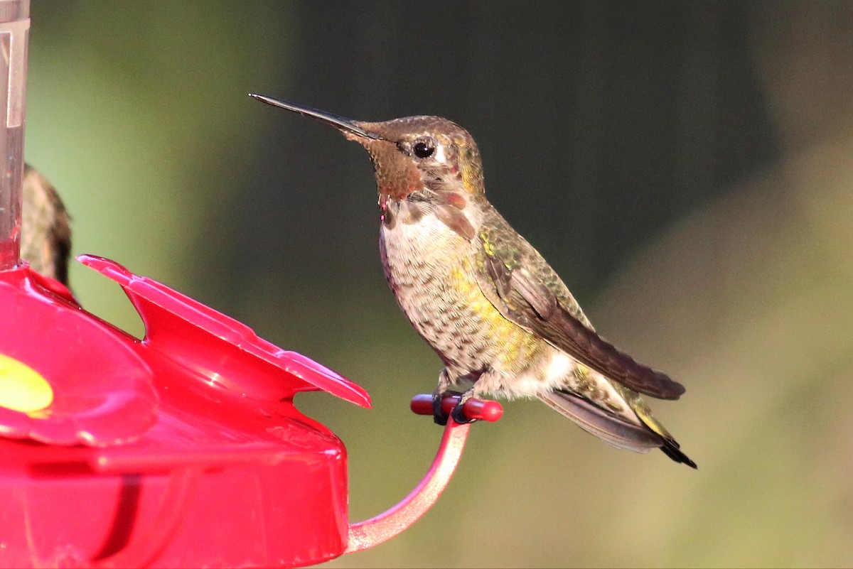 Anna's Hummingbird - ML35112391