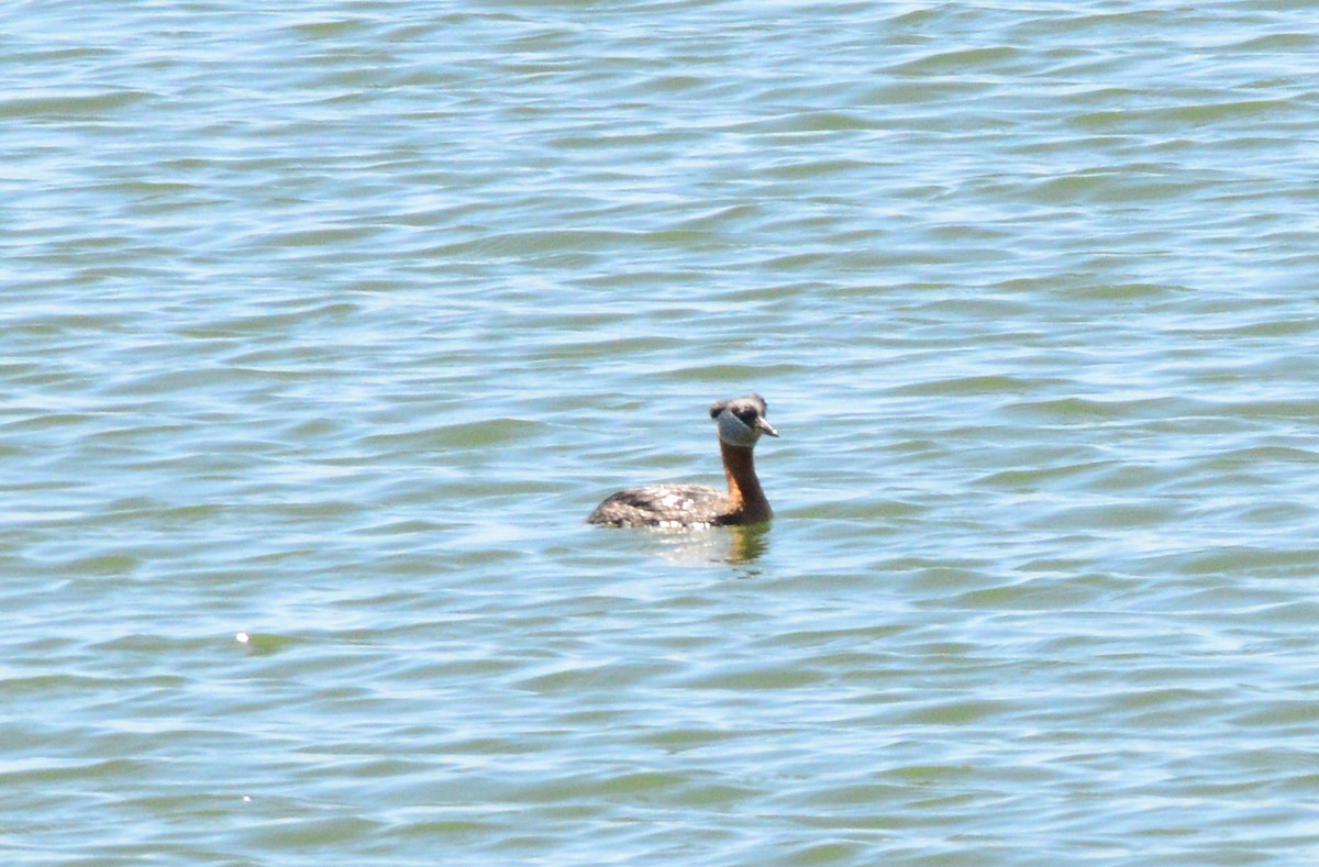 Red-necked Grebe - Vicki Buchwald