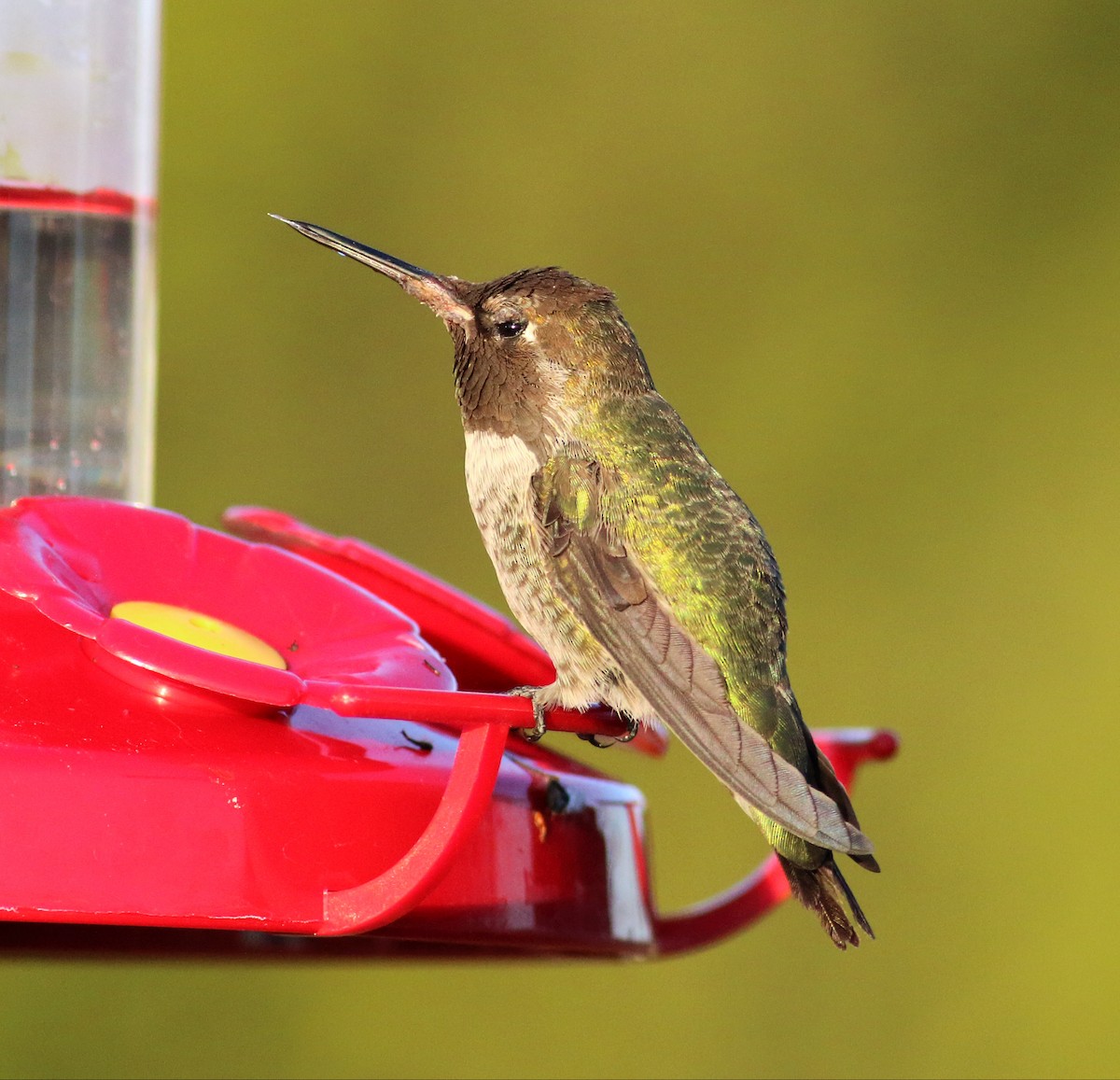 Anna's Hummingbird - ML35112441