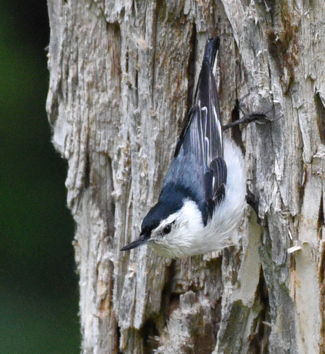 White-breasted Nuthatch (Eastern) - ML351124471