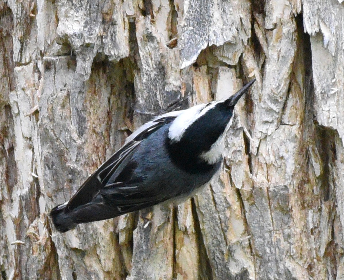 White-breasted Nuthatch (Eastern) - ML351124481
