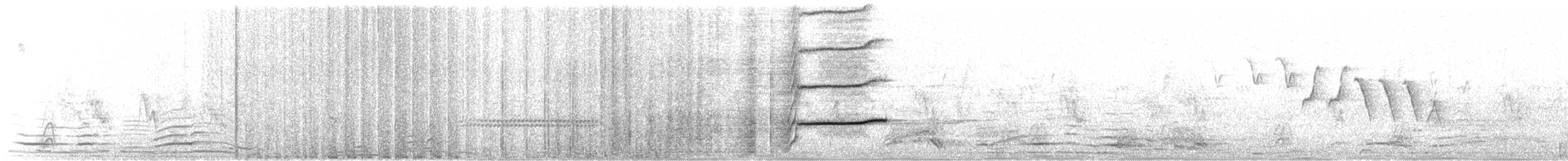 Great-tailed Grackle - ML351126831