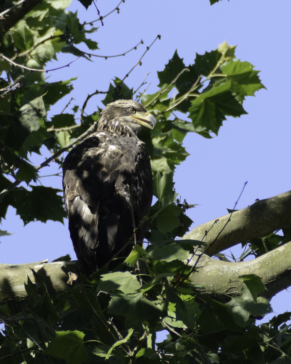 eBird Checklist 29 Jun 2021 Kayak Drop Creagerstown Park Boat Ramp