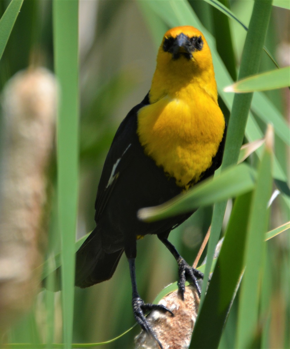 Yellow-headed Blackbird - Old Sam Peabody
