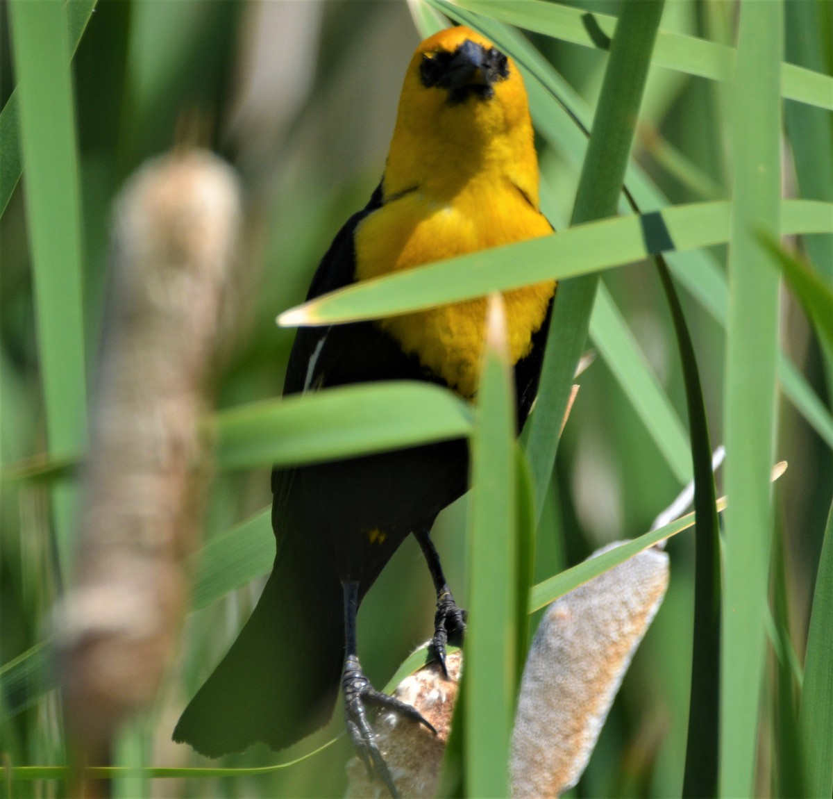 Yellow-headed Blackbird - Old Sam Peabody