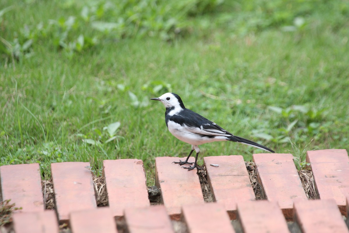 White Wagtail (Chinese) - Jo-Szu [Ross] (若詩) Tsai (蔡)
