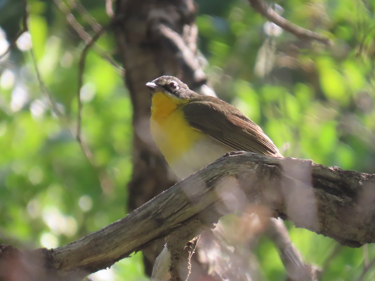 Yellow-breasted Chat - ML351131321