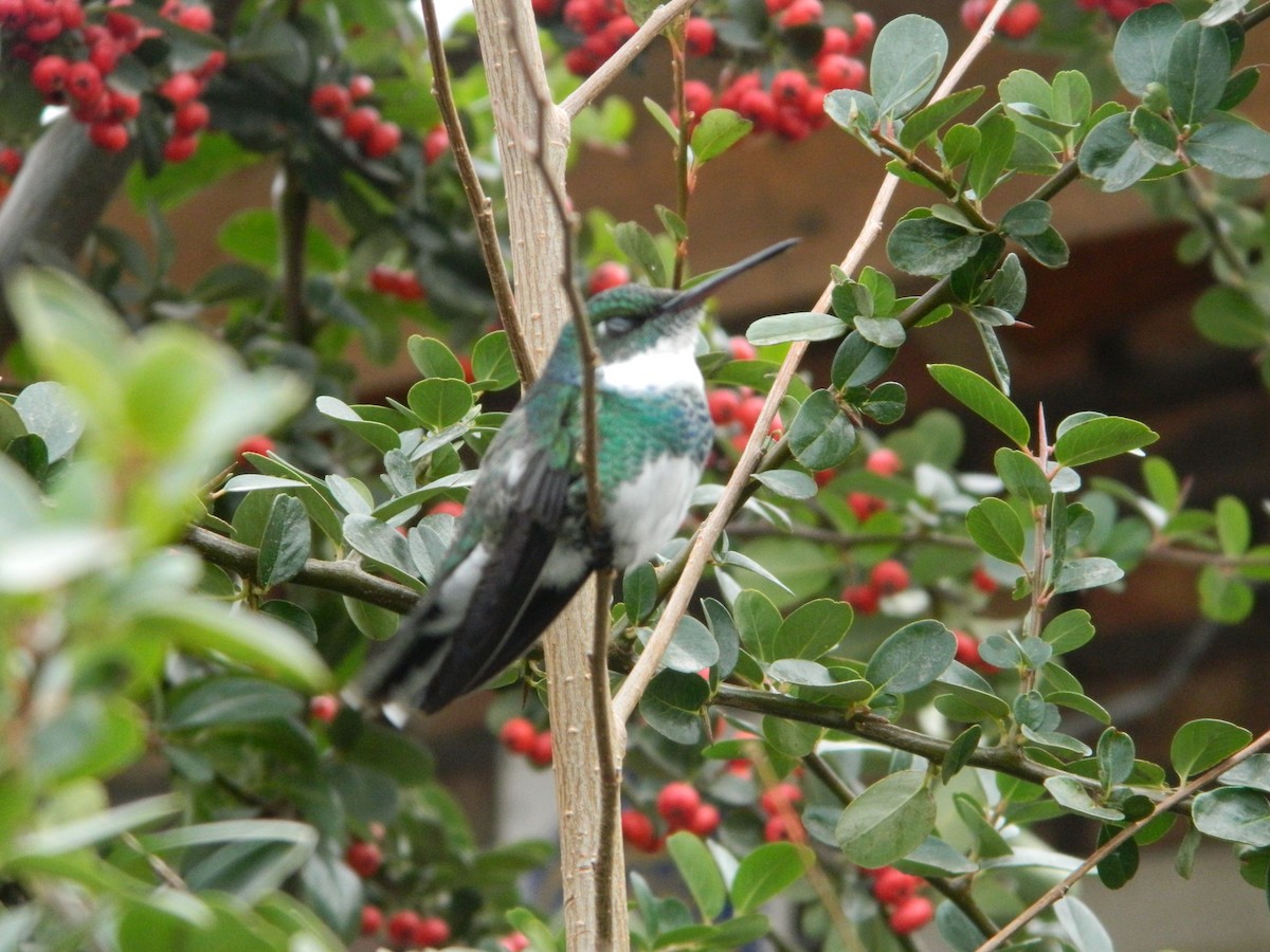 White-throated Hummingbird - ML351131931
