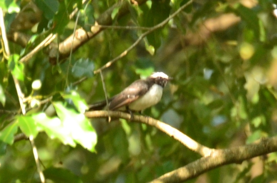 White-browed Fantail - ML35113261