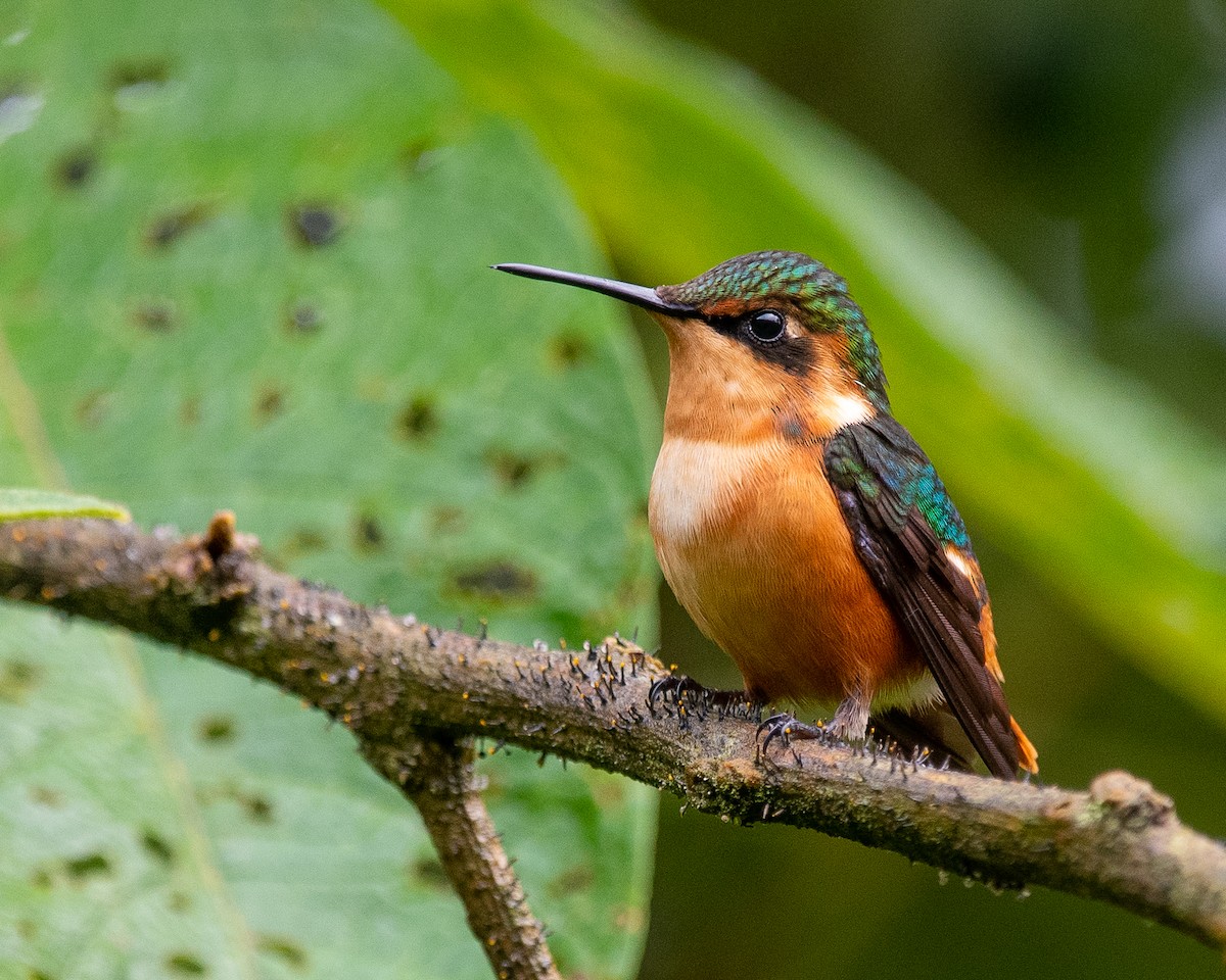 Gorgeted Woodstar - ML351132661