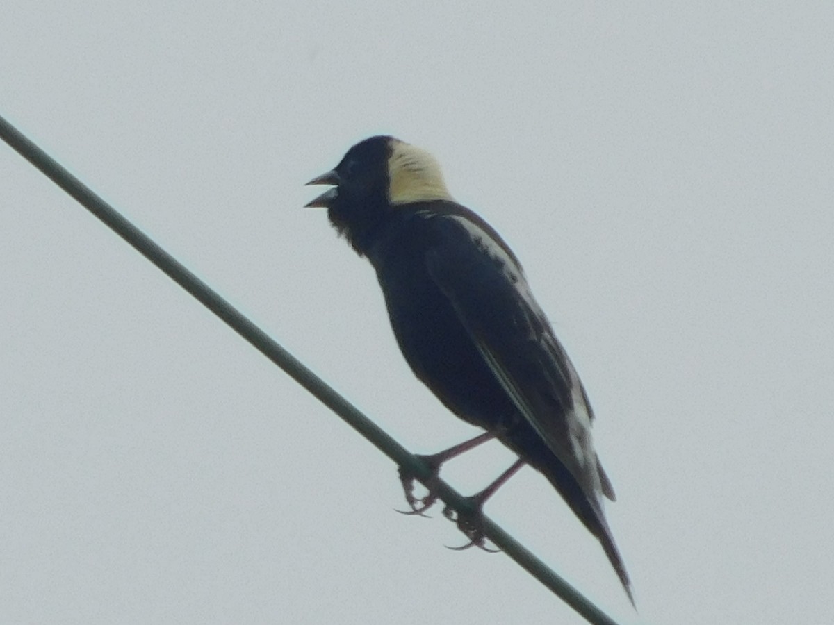 Bobolink - ML351133811