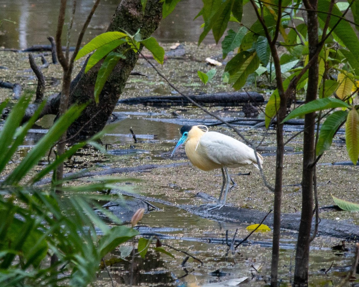 Capped Heron - ML351135041