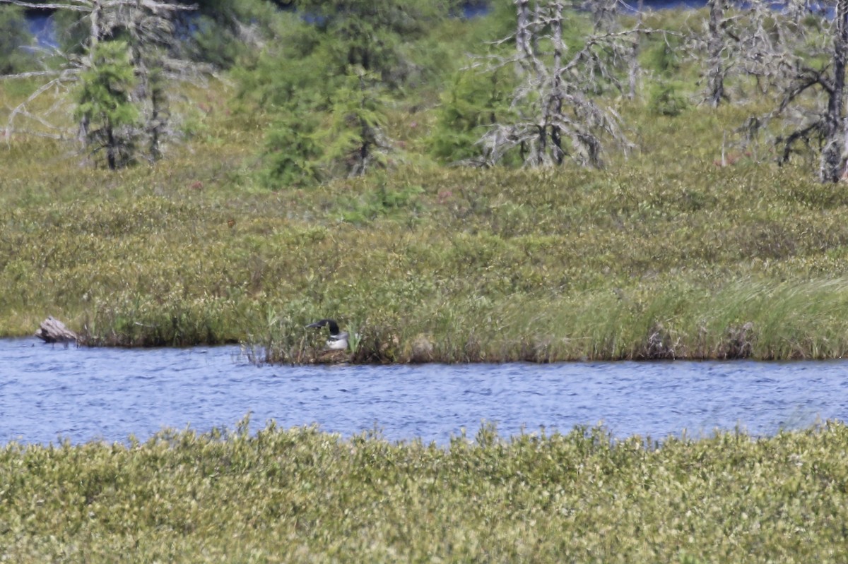 Common Loon - ML351135111