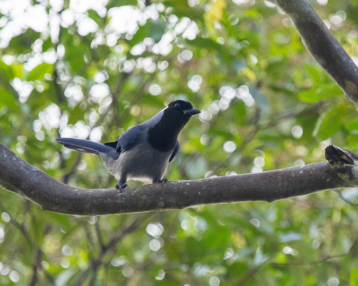 Violaceous Jay - ML351135121