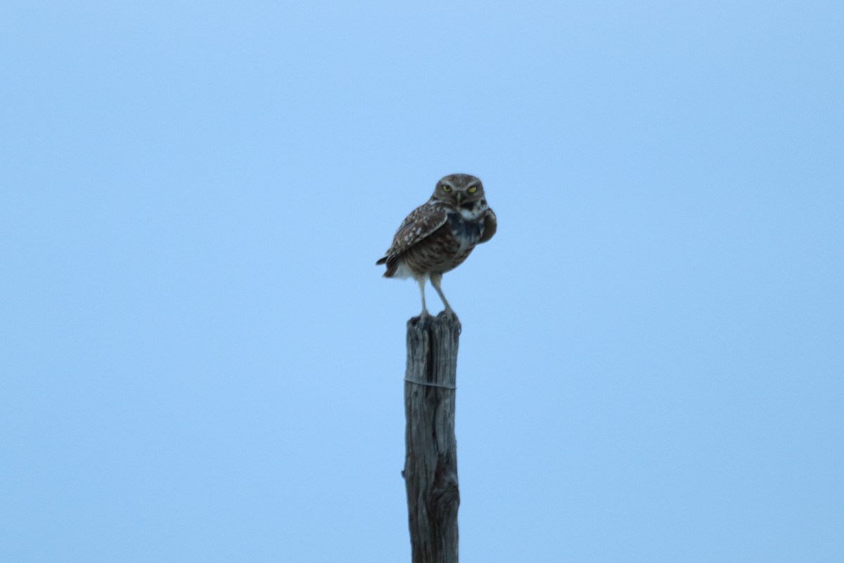 Burrowing Owl - ML351136031