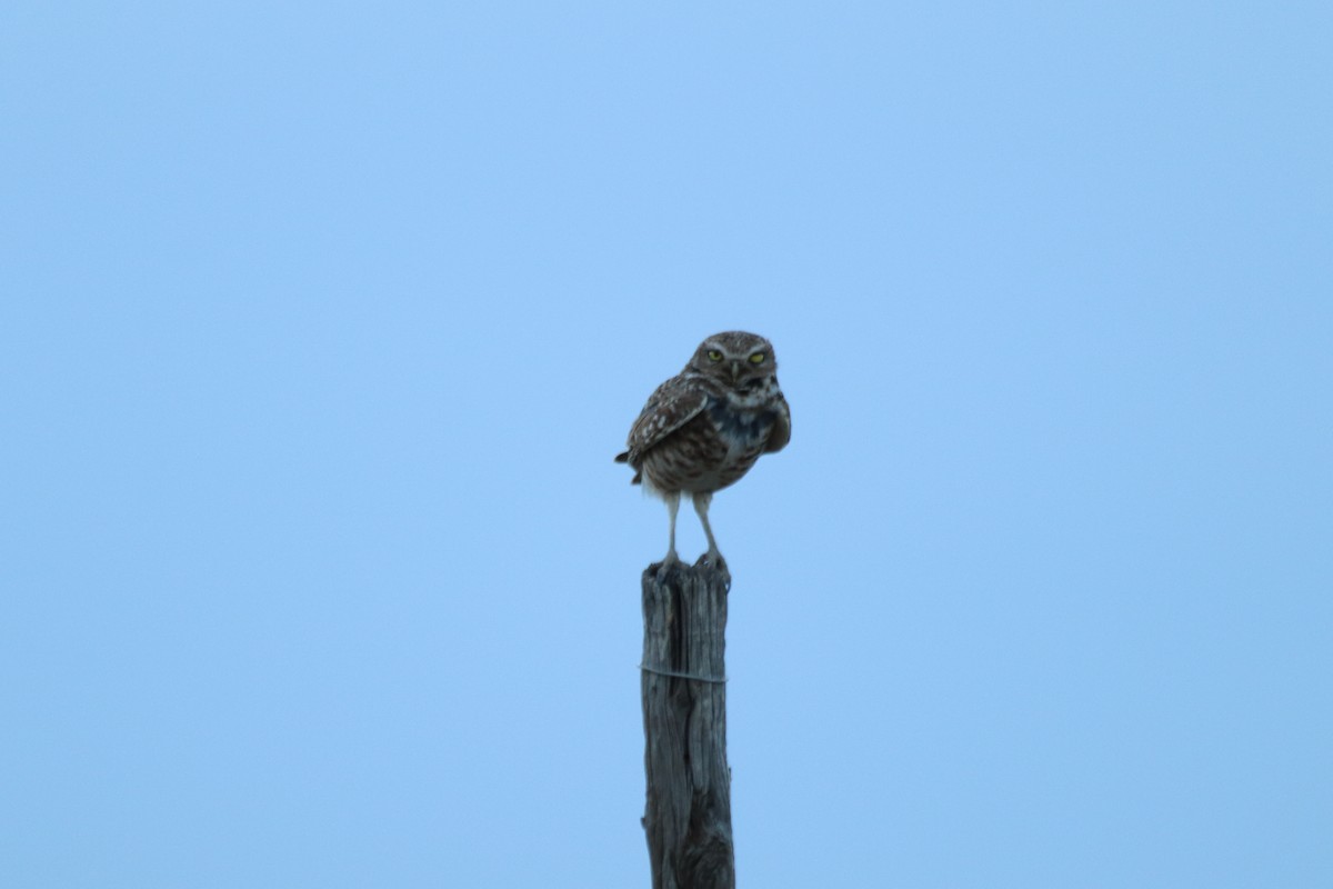 Burrowing Owl - ML351136171