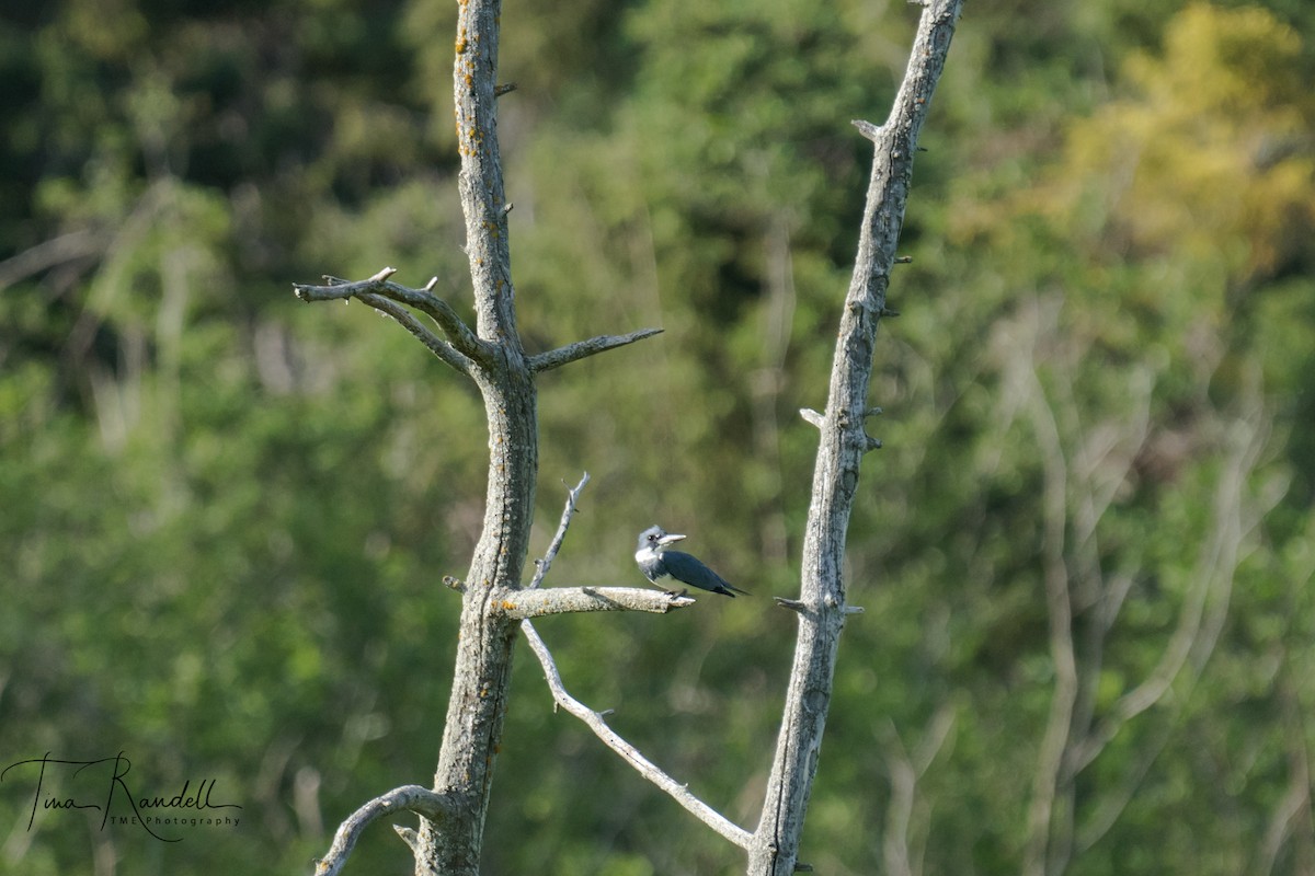 Belted Kingfisher - ML351136611
