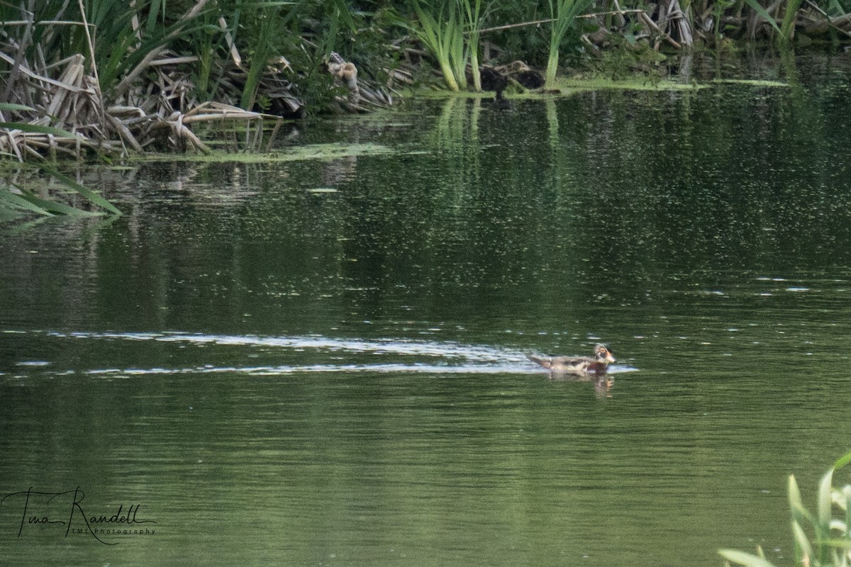Wood Duck - ML351136631