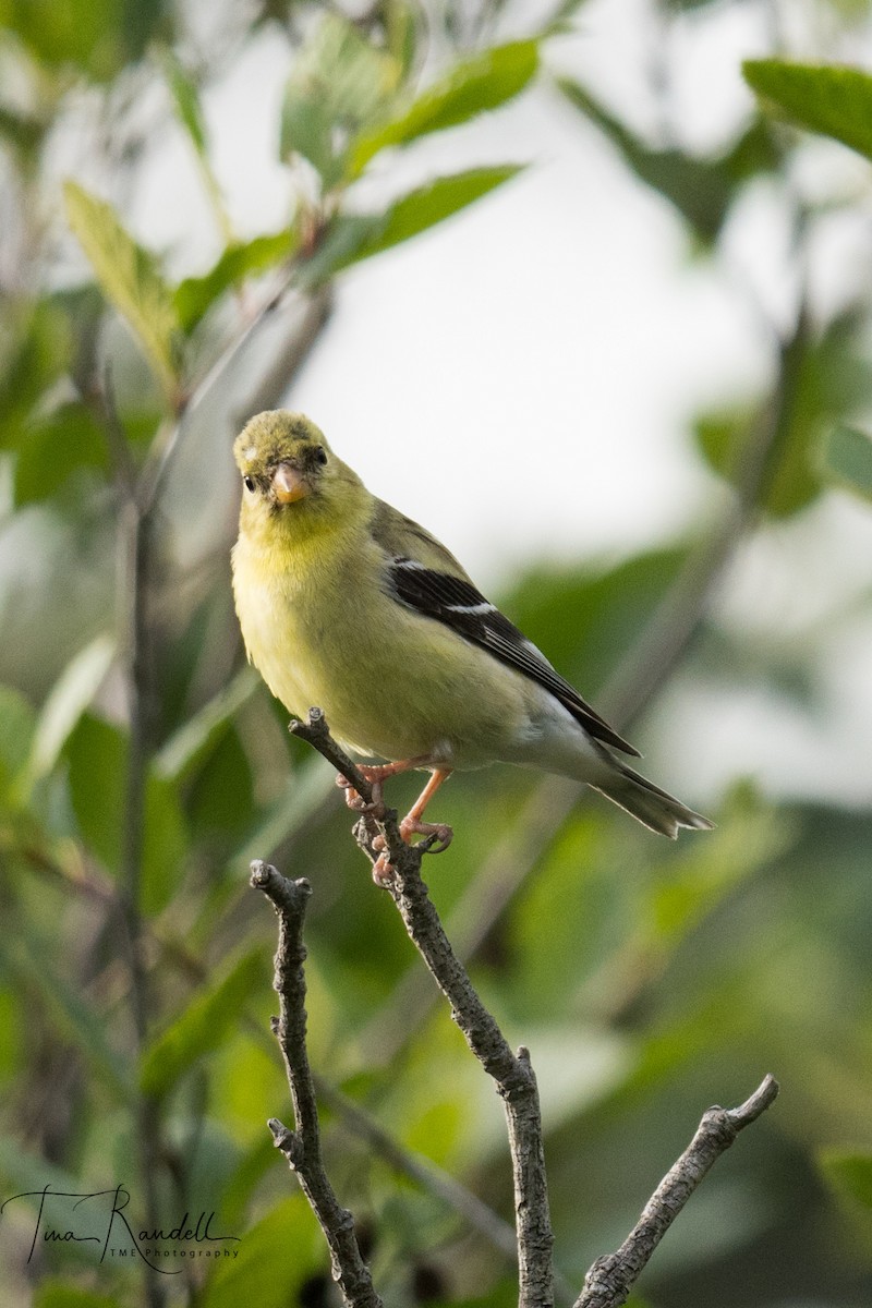 American Goldfinch - ML351136681