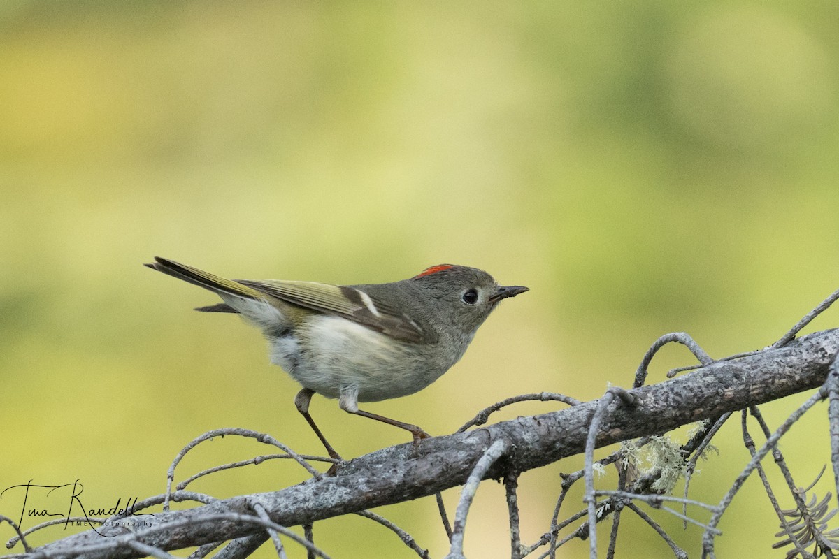 Ruby-crowned Kinglet - ML351136851