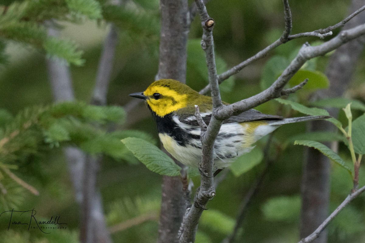 Black-throated Green Warbler - ML351137011