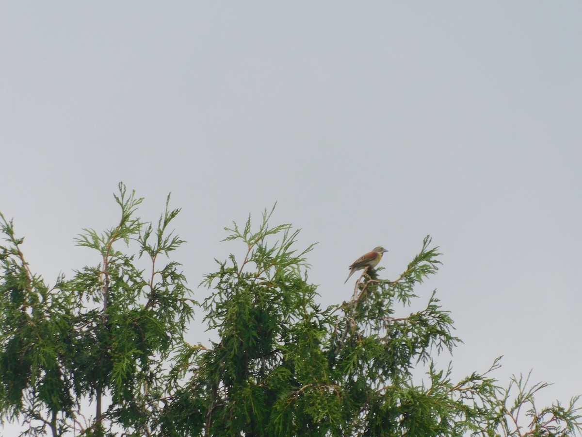 Dickcissel d'Amérique - ML351137081