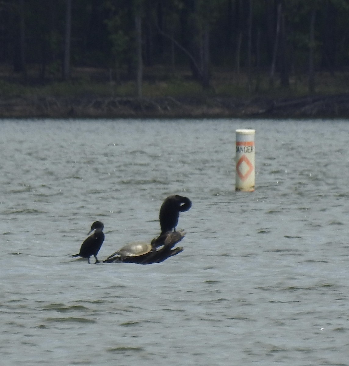 Double-crested Cormorant - ML351137701