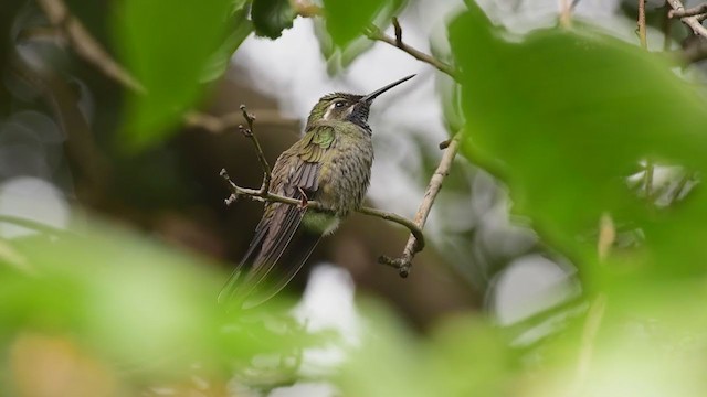 kolibřík blankytohrdlý - ML351137721