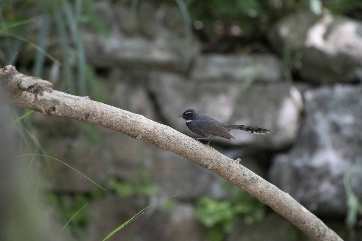 White-throated Fantail - ML351137921