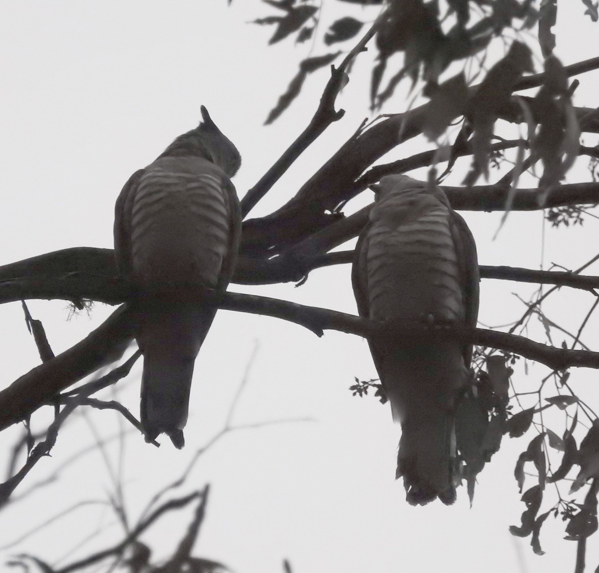 Pacific Baza - ML35113991