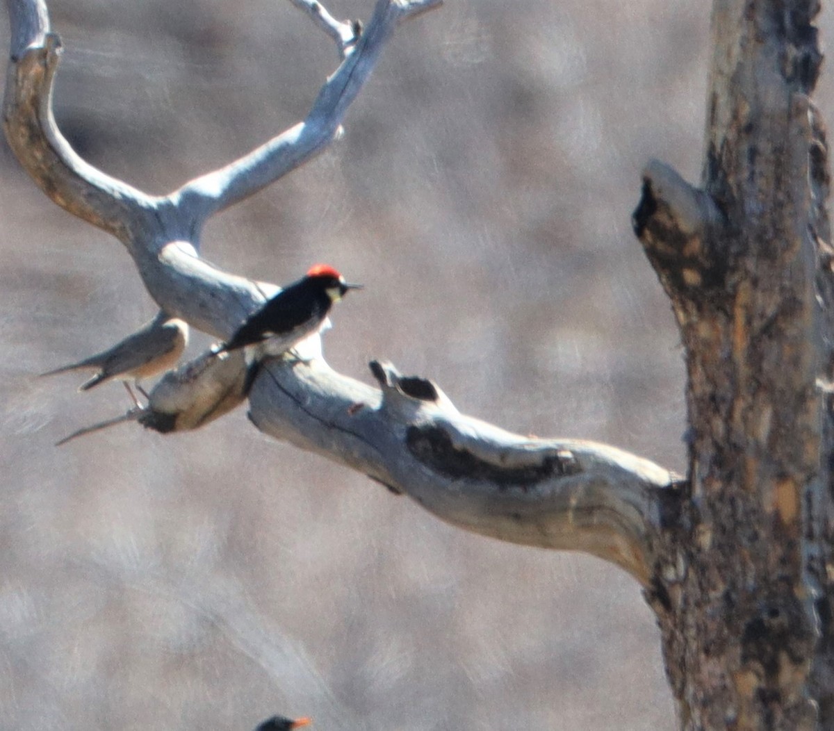 Acorn Woodpecker - Cynthia Schulz