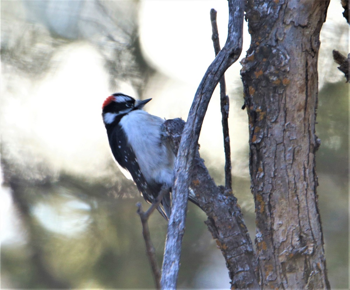 Downy Woodpecker - Cynthia Schulz