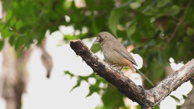 Canyon Towhee - ML351142221