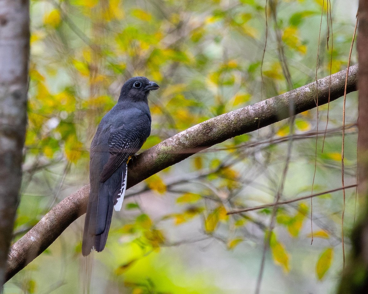Green-backed Trogon - ML351143621