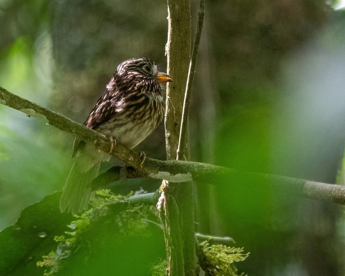 White-chested Puffbird - ML351143651