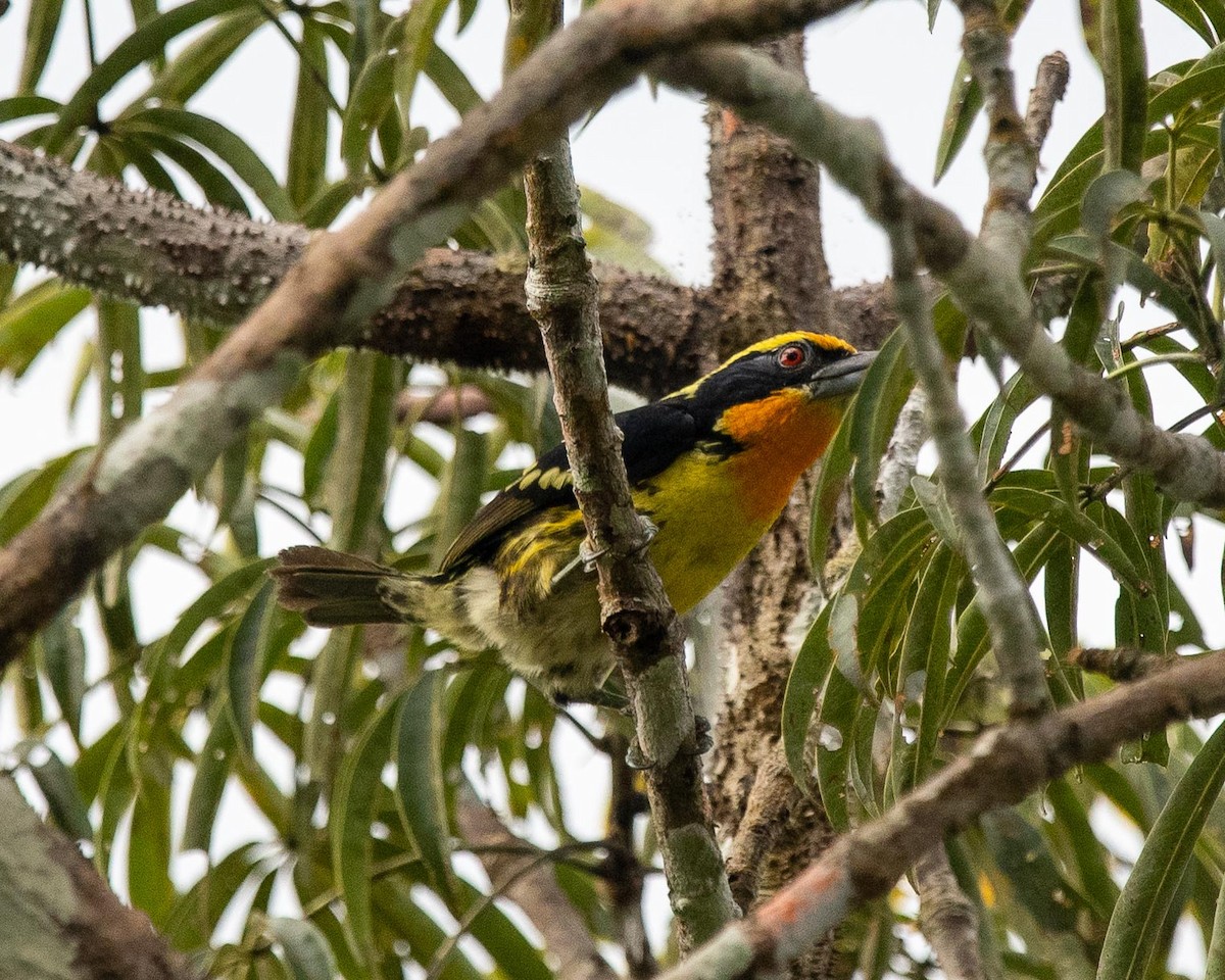 Gilded Barbet - ML351143671