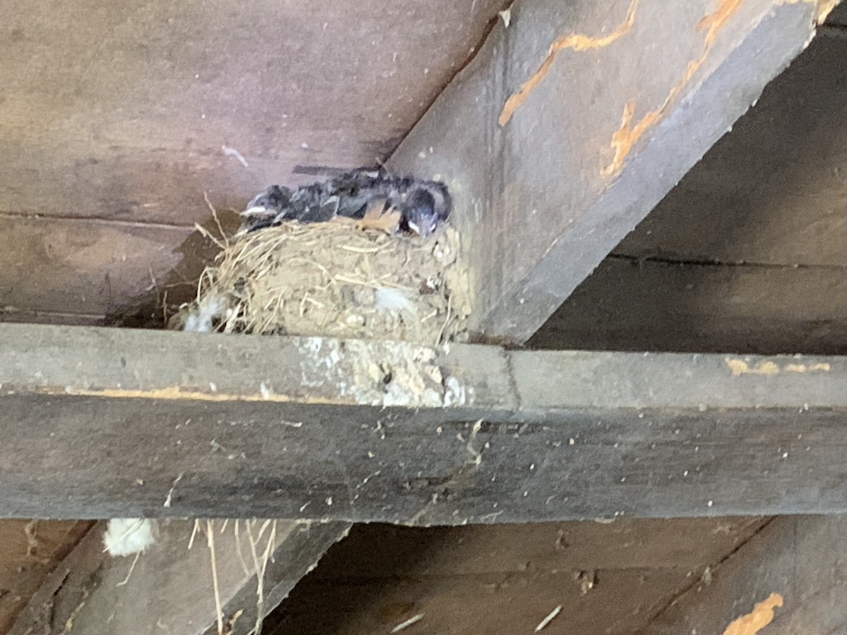 Barn Swallow - ML351143691