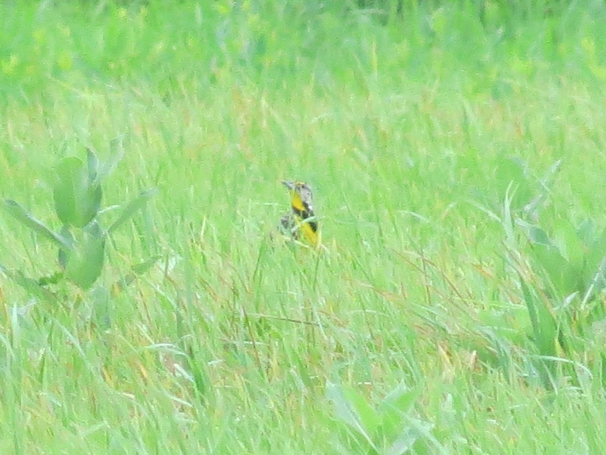 Eastern Meadowlark - ML35114371