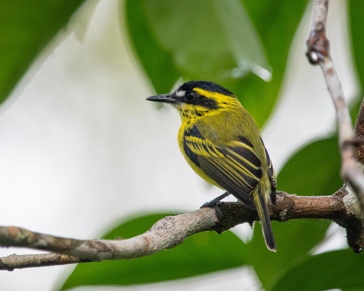 Yellow-browed Tody-Flycatcher - ML351143781