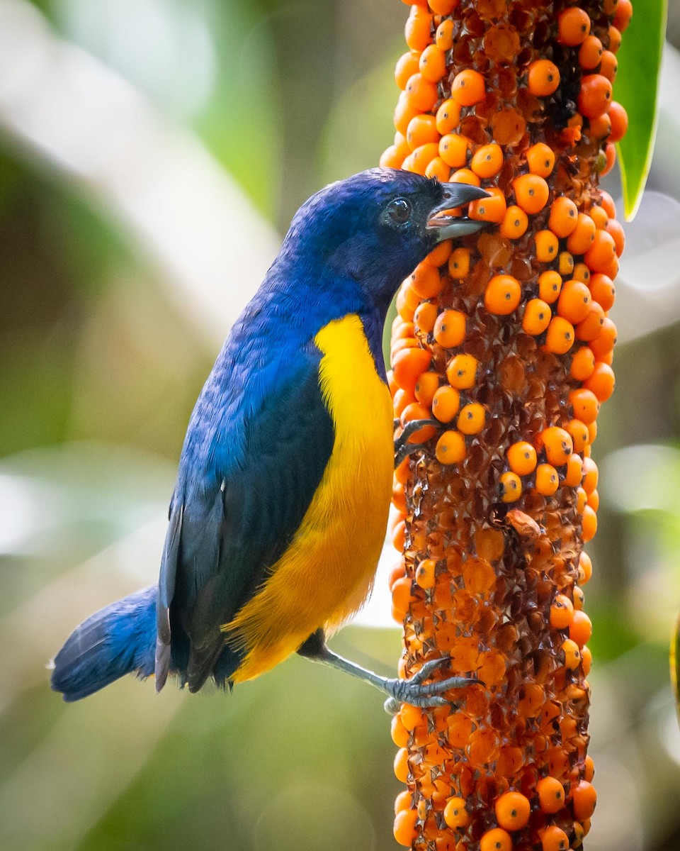 Rufous-bellied Euphonia - ML351143871