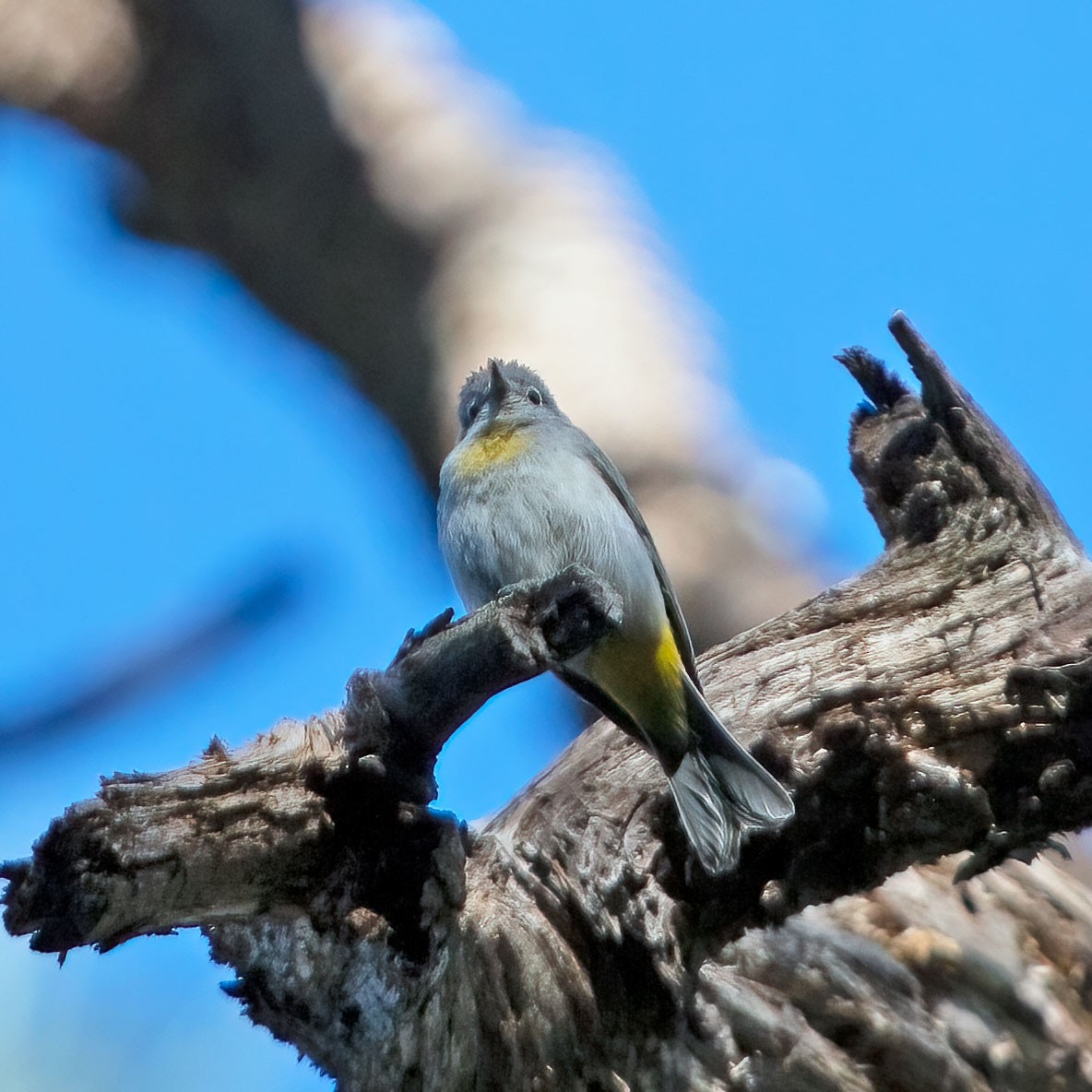 Virginia's Warbler - ML351144041