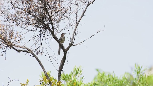 Ocellated Thrasher - ML351145621