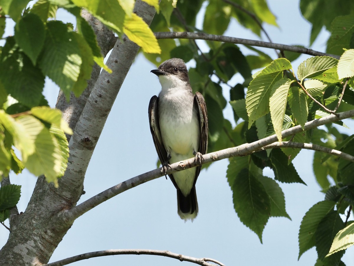 Eastern Kingbird - ML351147421