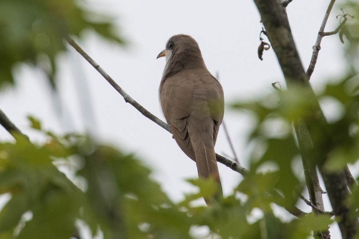 Yellow-billed Cuckoo - ML351147671