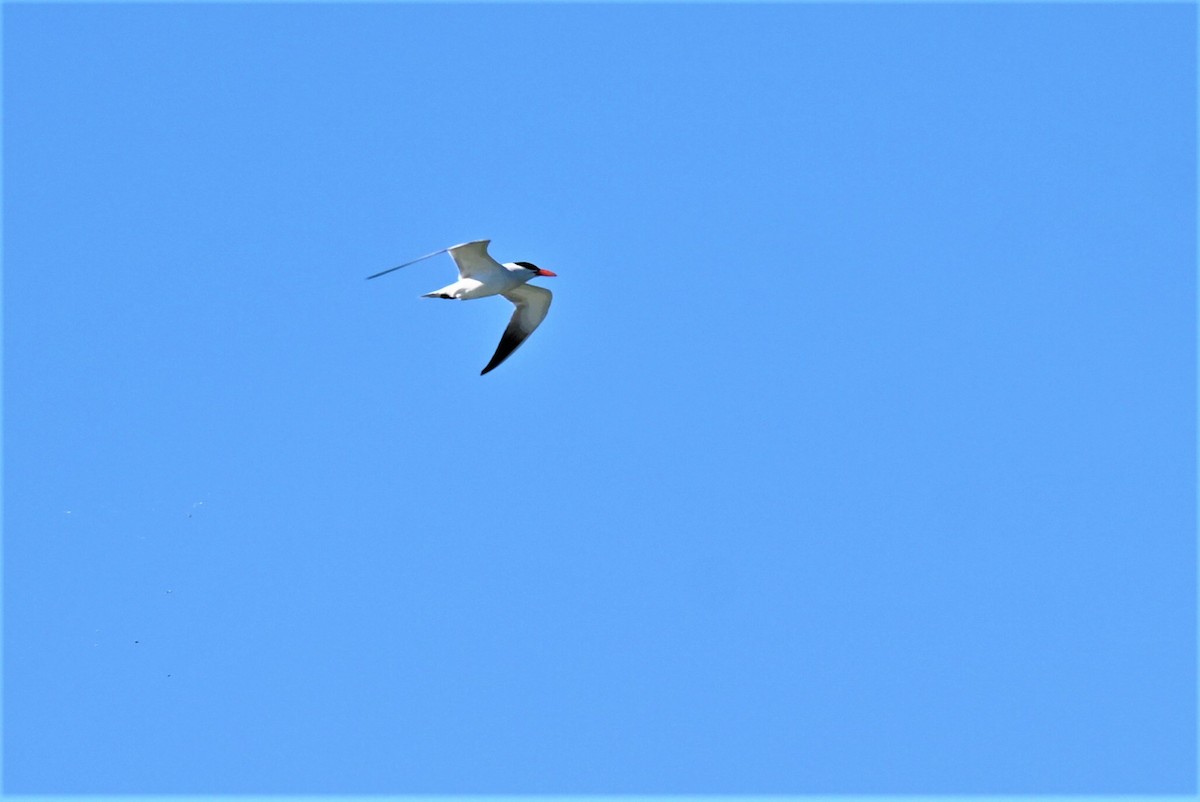 Caspian Tern - ML351148061