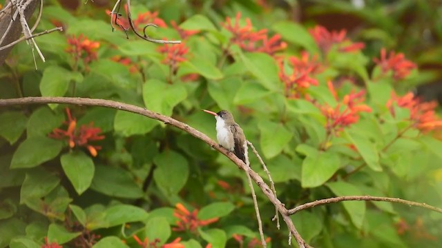 Violet-crowned Hummingbird - ML351148601
