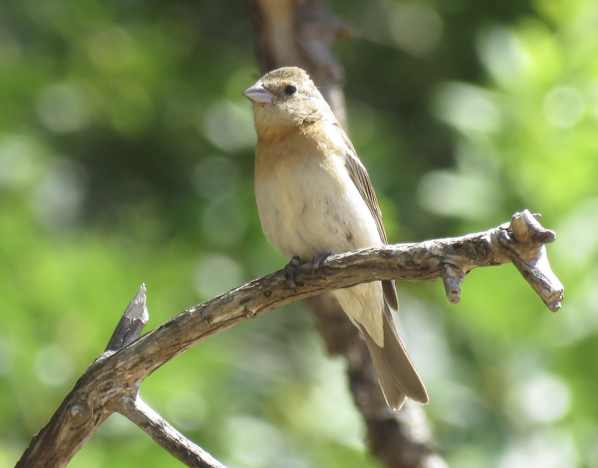 Lazuli Bunting - ML351148641