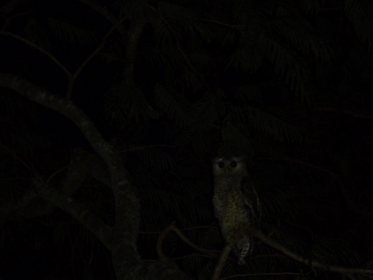 Spot-bellied Eagle-Owl - ML35115011