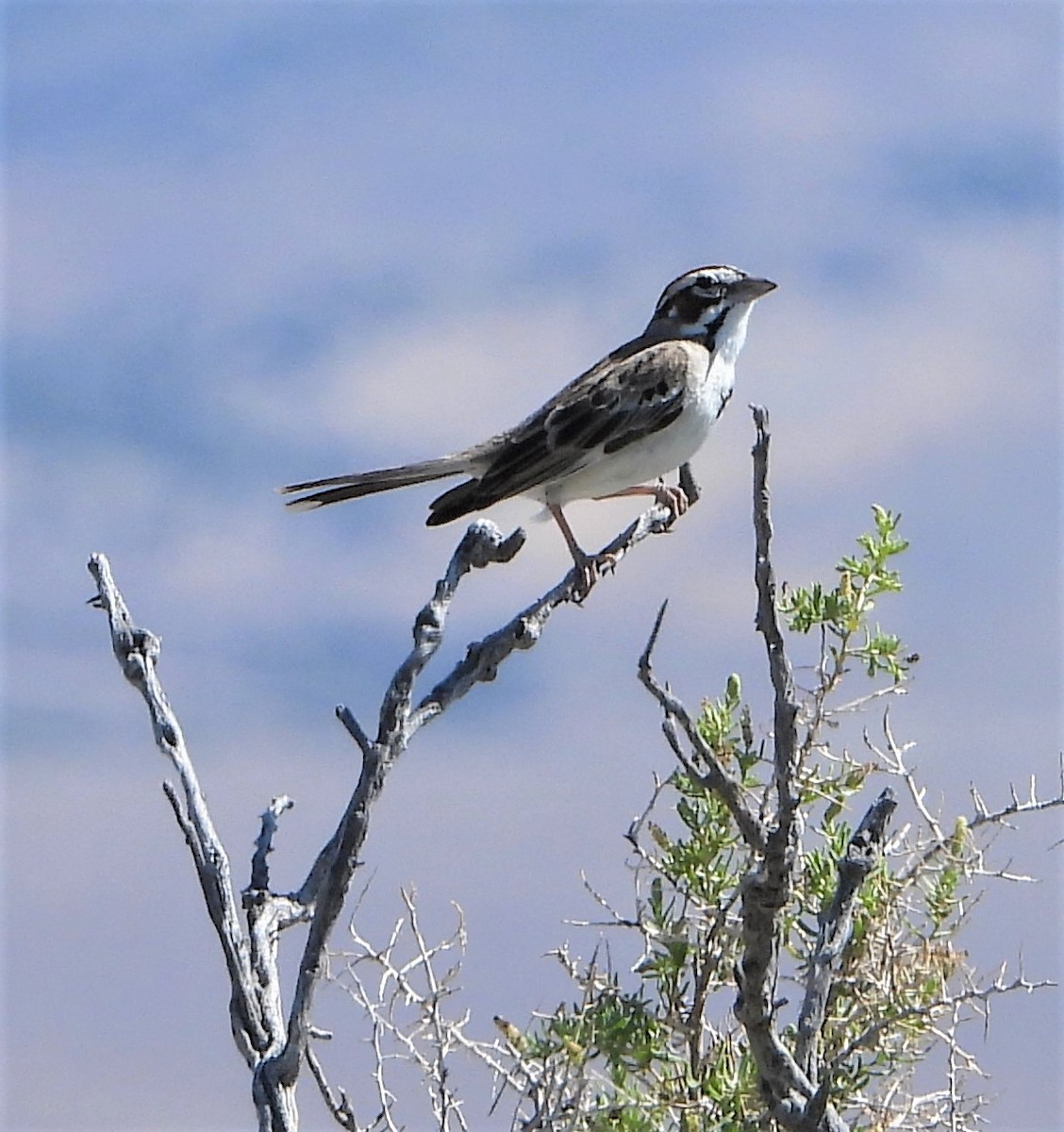 Lark Sparrow - David Edwards