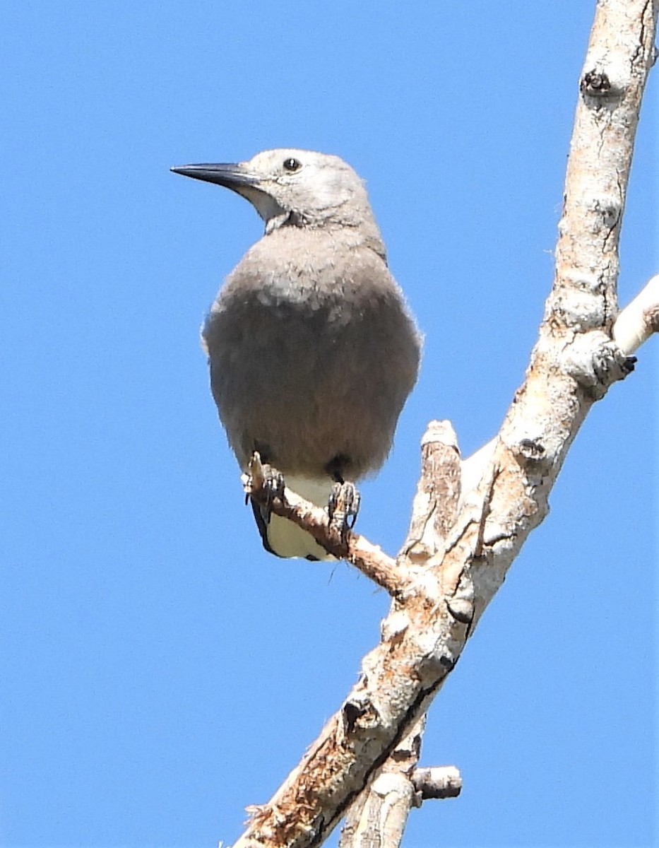 Clark's Nutcracker - ML351151691